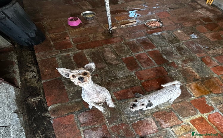 Meticcio cani a Provincia di Bergamo - Annuncio 1