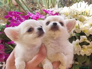 Chihuahua cani Cuccioli di chihuahua toy - Annuncio 1
