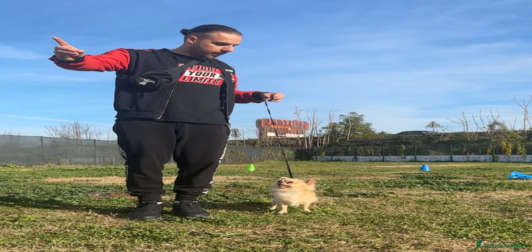 Immagine della galleria {{count}}