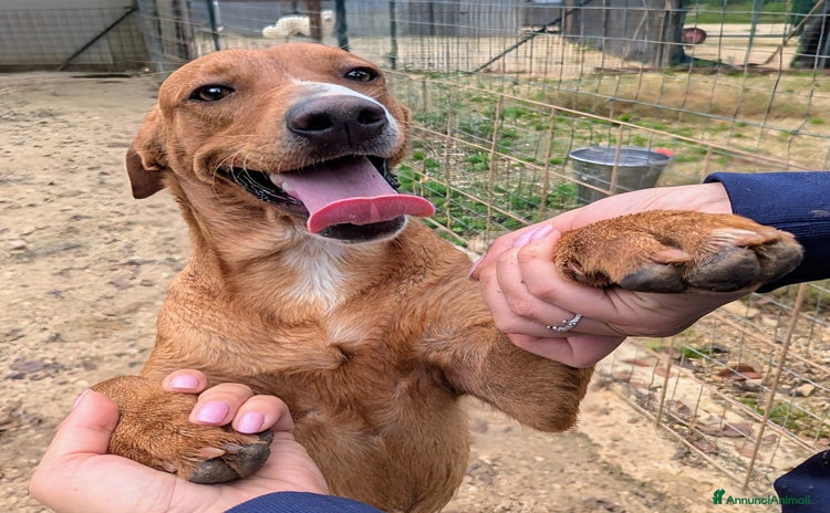 Meticcio cani SALVA CORFU' - Annuncio 16