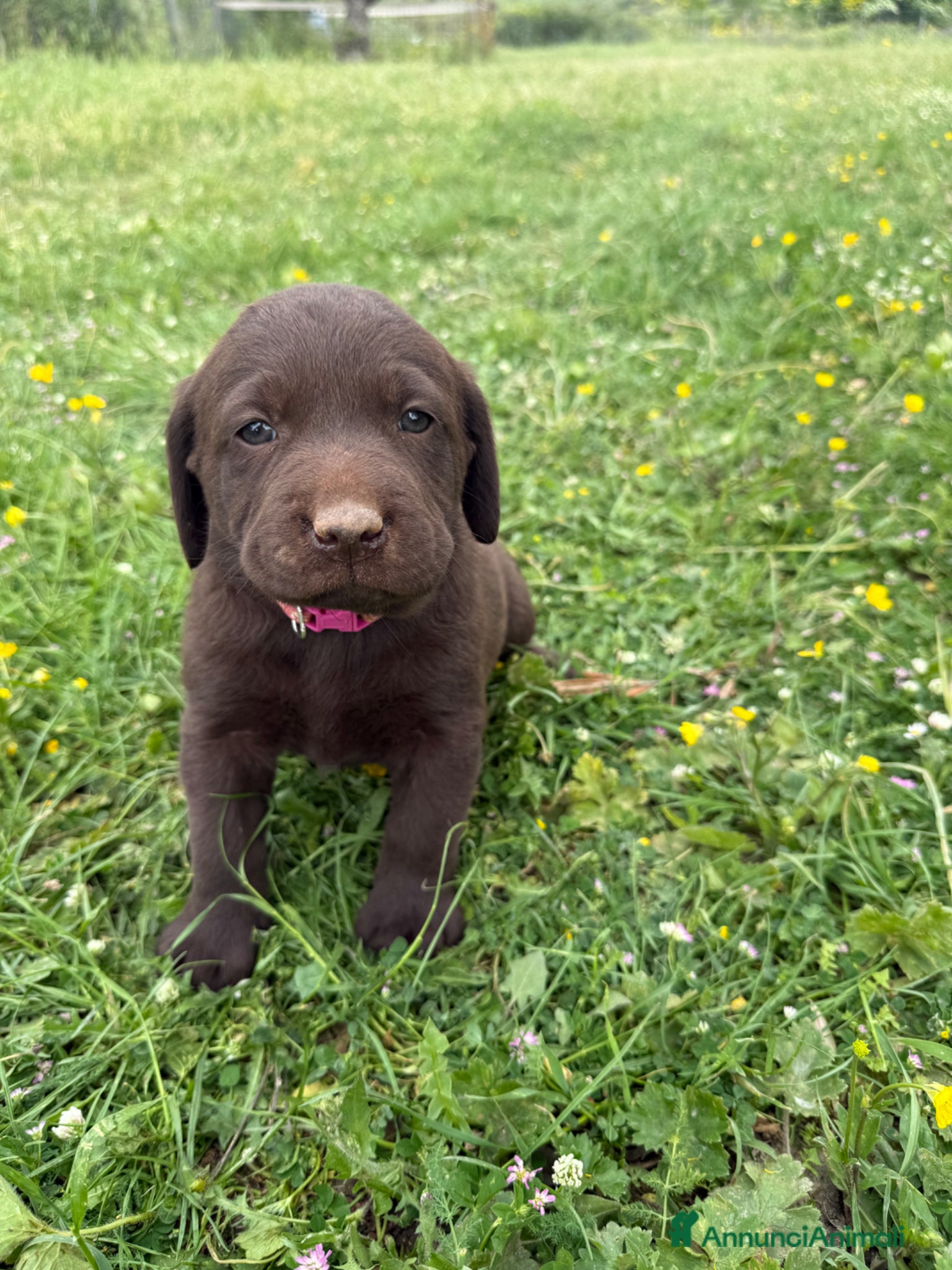 Labrador cani Cuccioli Labrador Retriver  - Annuncio 1