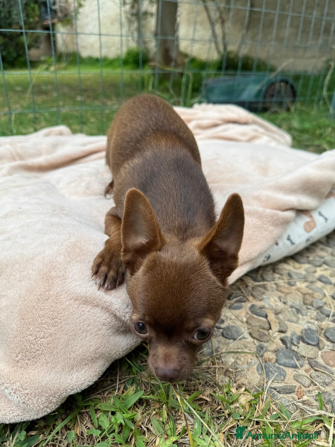 Chihuahua cani in vendita: Chihuahua maschio con pedigree Enci - Annuncio 3