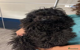 Barboncino cani in vendita: barboncini - Immagine 2