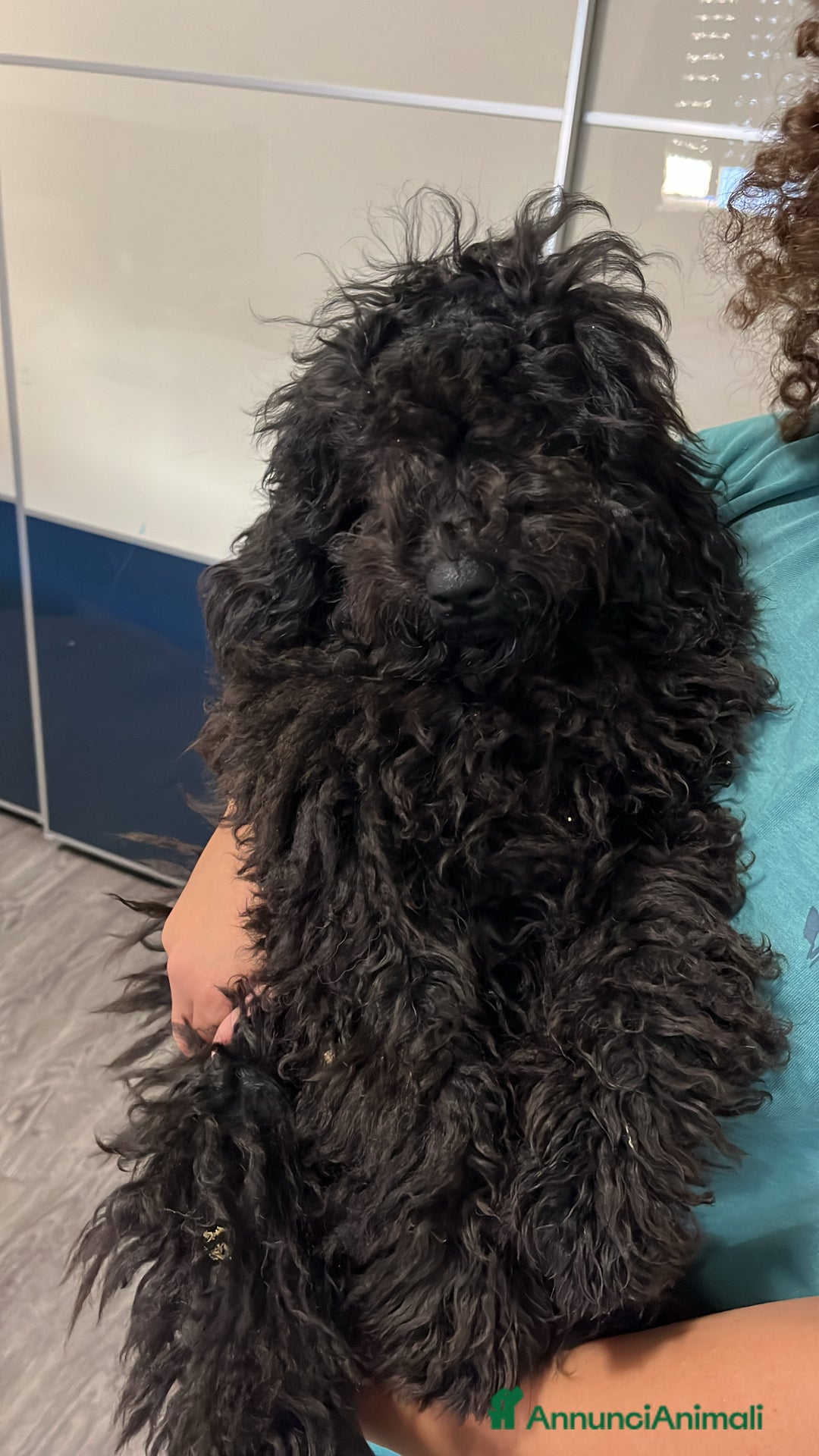 Barboncino cani in vendita: barboncini - Immagine 2