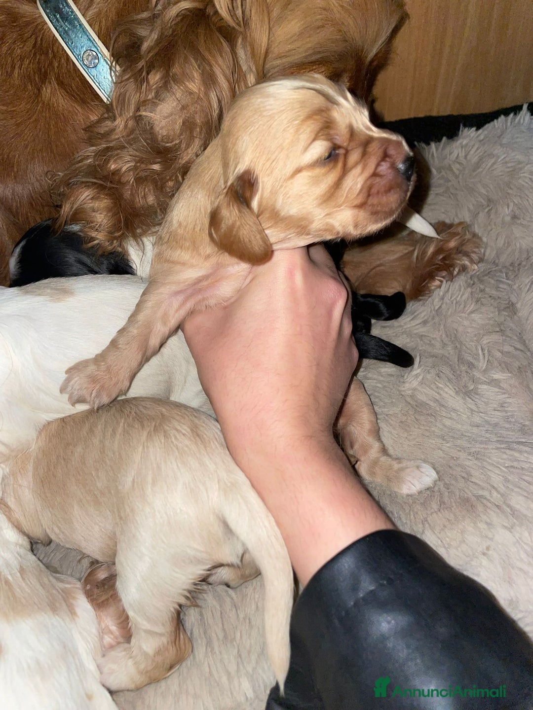 Cocker cani in vendita: Cuccioli di Cocker SpanielLinea Inglese Rari - Annuncio 7