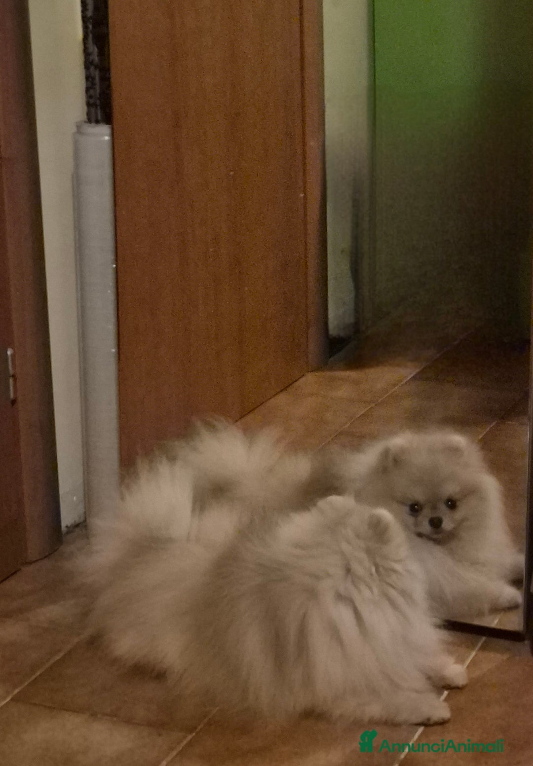 Spitz cani per accoppiamento: Spitz pomerania maschio per monta - Annuncio 4