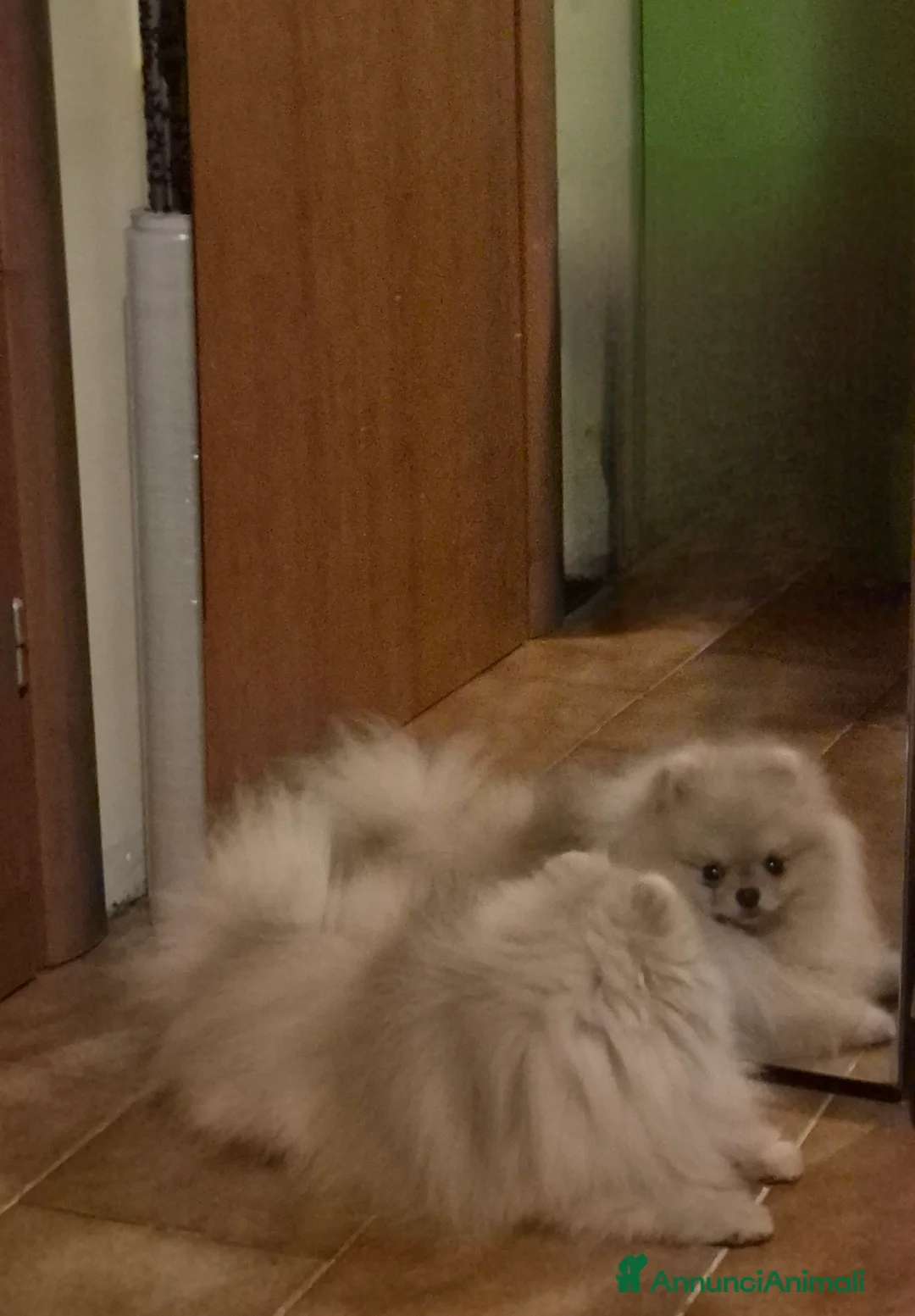 Spitz cani per accoppiamento: Spitz pomerania maschio per monta - Annuncio 4