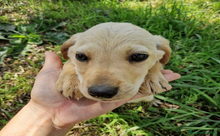 Meticcio cani a Provincia di Bergamo - Annuncio 10