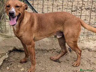 Meticcio cani MI ADOTTI? - Annuncio 19