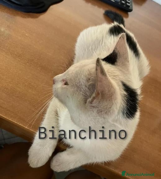 Meticcio gatti Bianchino cerca casa - Annuncio 1