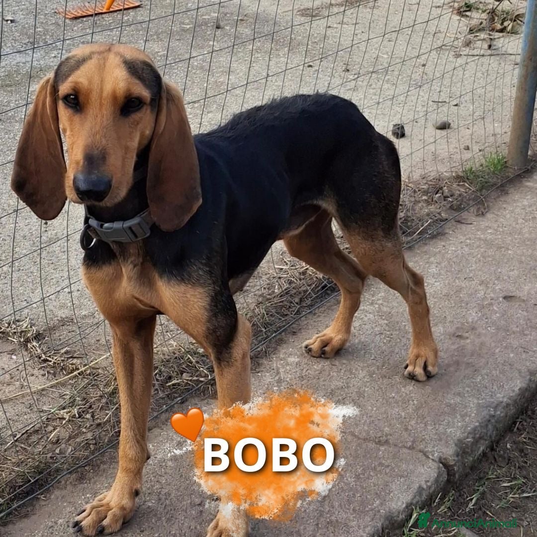 Meticcio cani BOBO 💙 - anima gentile e dolce, cerca casa ♥️ - Annuncio 30