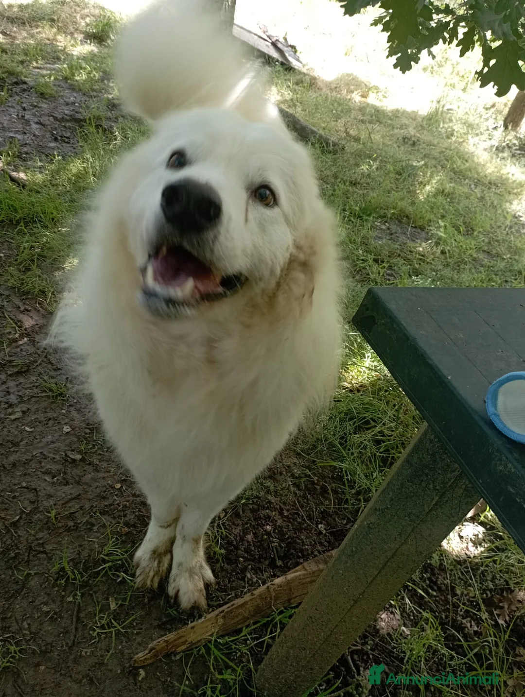 Meticcio cani in regalo: 3 anni, carattere splendido, bello e simpatico  - Annuncio 4