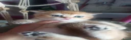 Scottish gatti in vendita: Scottish disponibili  a Provincia di Reggio Emilia - Annuncio 5