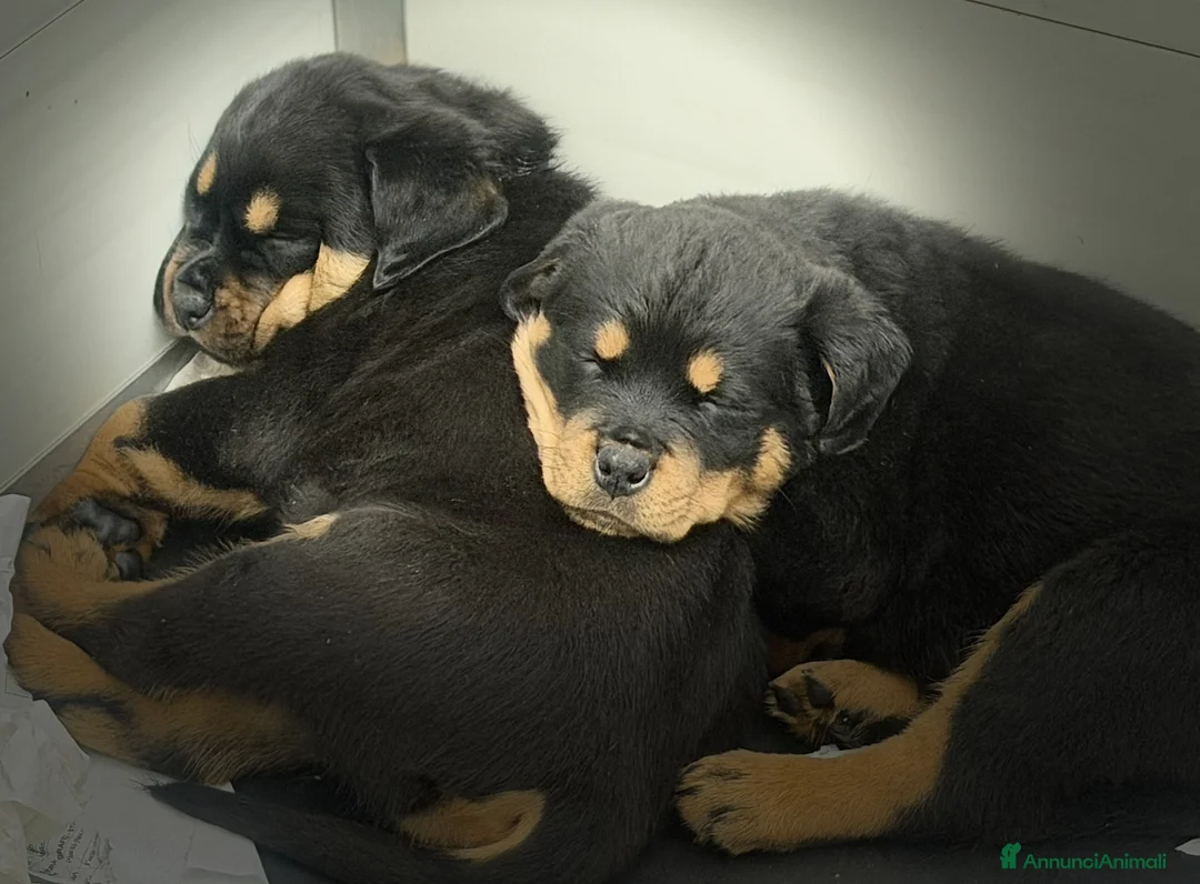 Rottweiler cani in vendita: Cuccioli di Rottweiler con Pedigree - Annuncio 2