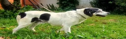 Meticcio cani in regalo: VALERIO DIVERSAMENTE CUCCIOLO - Annuncio 6