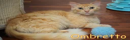 Altre razze gatti in regalo: Ombretto e la paura di un altro abbandono - Annuncio 5