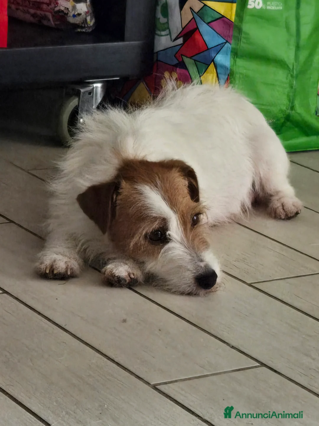 Jack Russell cani in vendita: Cuccioli Jack russell terrier pelo ruvido - Annuncio 1