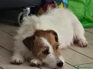 Jack Russell cani in vendita: Cuccioli Jack russell terrier pelo ruvido - Annuncio 1