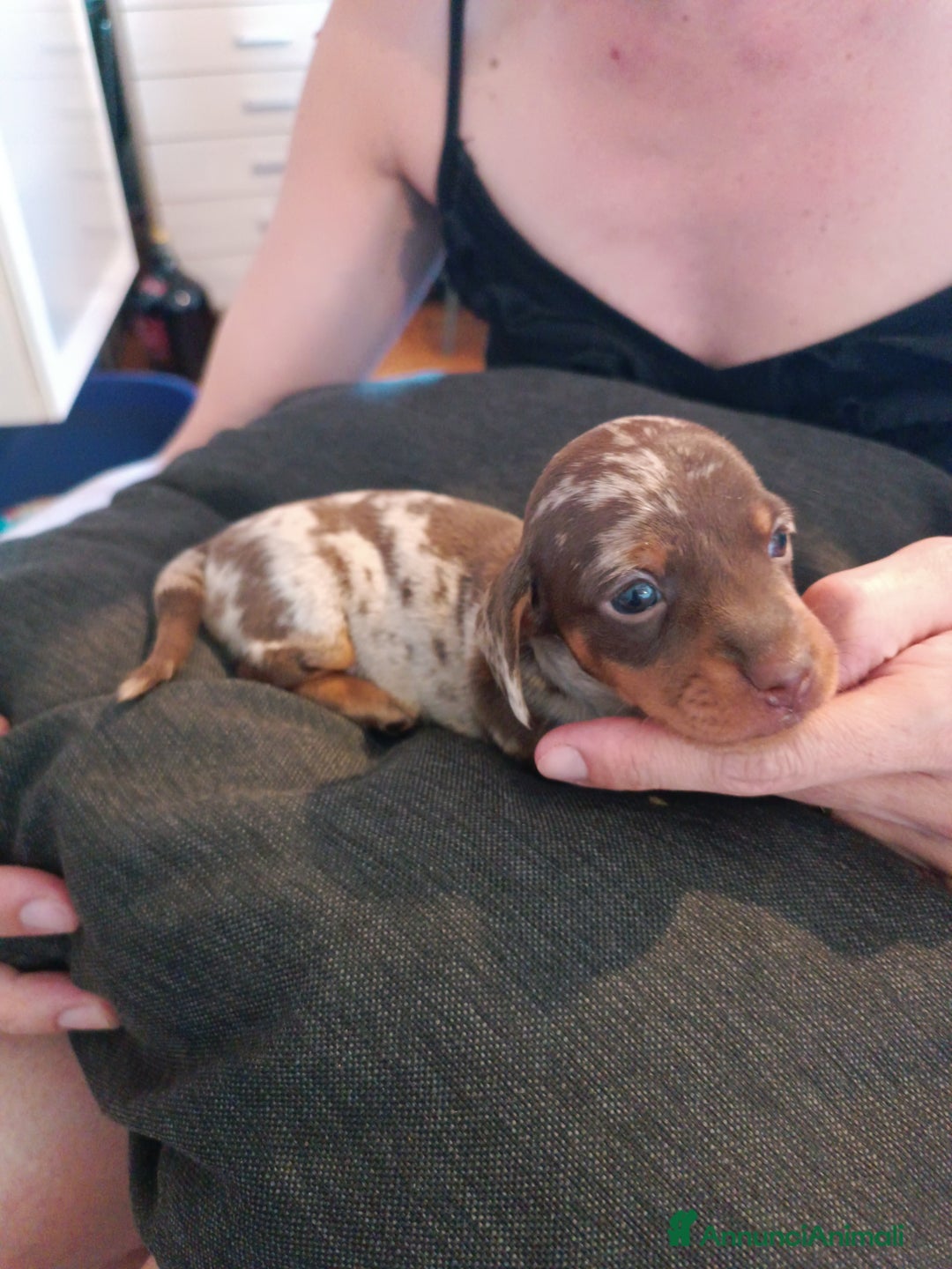 Bassotto cani in vendita: Cuccioli di bassotto kaninken e nano Enci  a Città metropolitana di Roma Capitale - Immagine 5