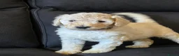 Barbone cani in vendita: Cuccioli di Barbone Grande Mole  - Annuncio 8