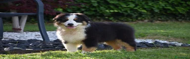 Australian Shepherd 5