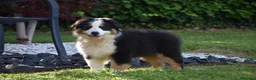Australian Shepherd cani in vendita: Cucciolo Australian sheperd - Pastore Australiano - Annuncio 8