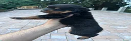 Rottweiler cani in vendita: Vendita cuccioli rottweiler alta genealogia  - Annuncio 3