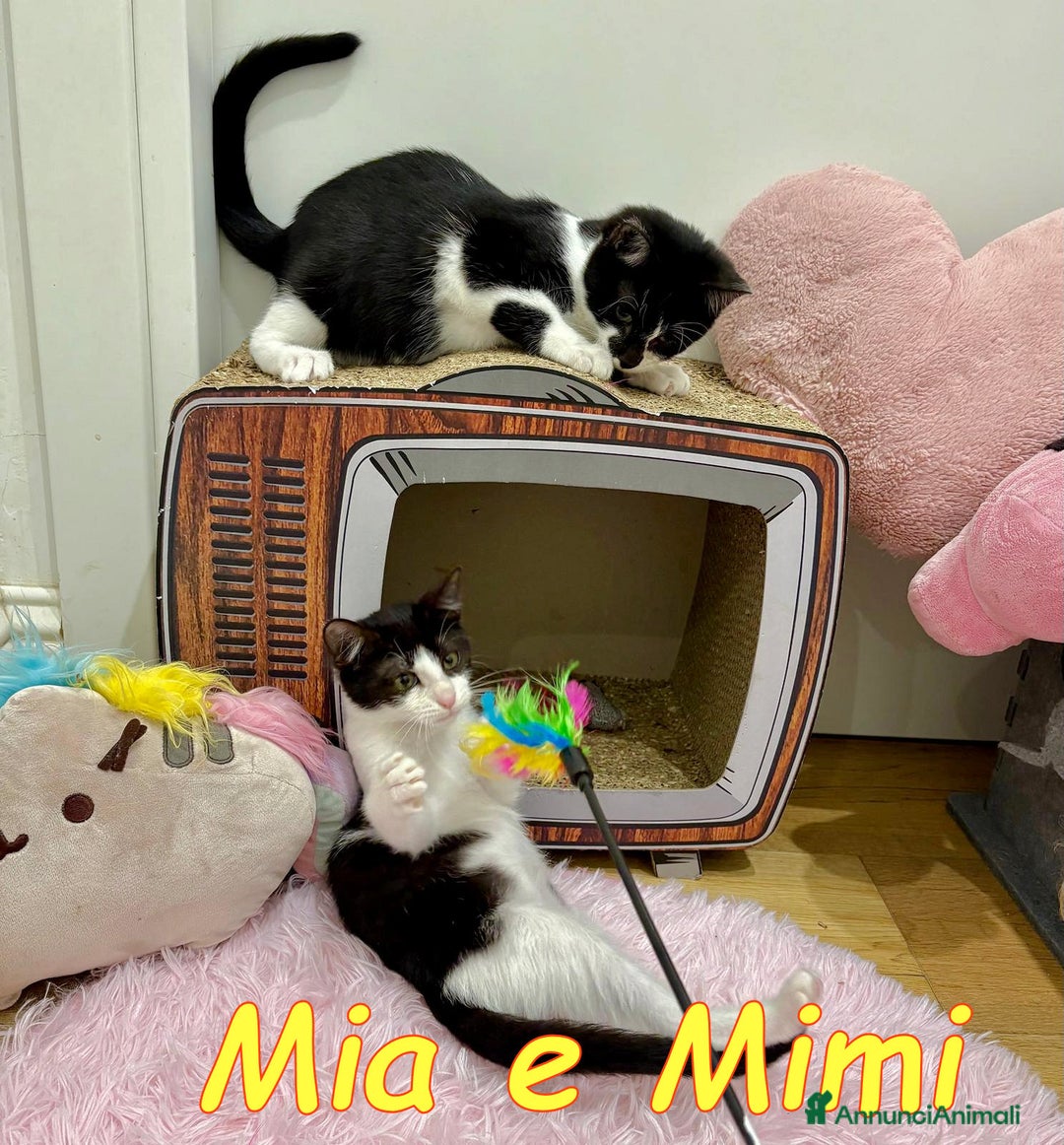 Europeo gatti in regalo: MIMI E MYA - Annuncio 12