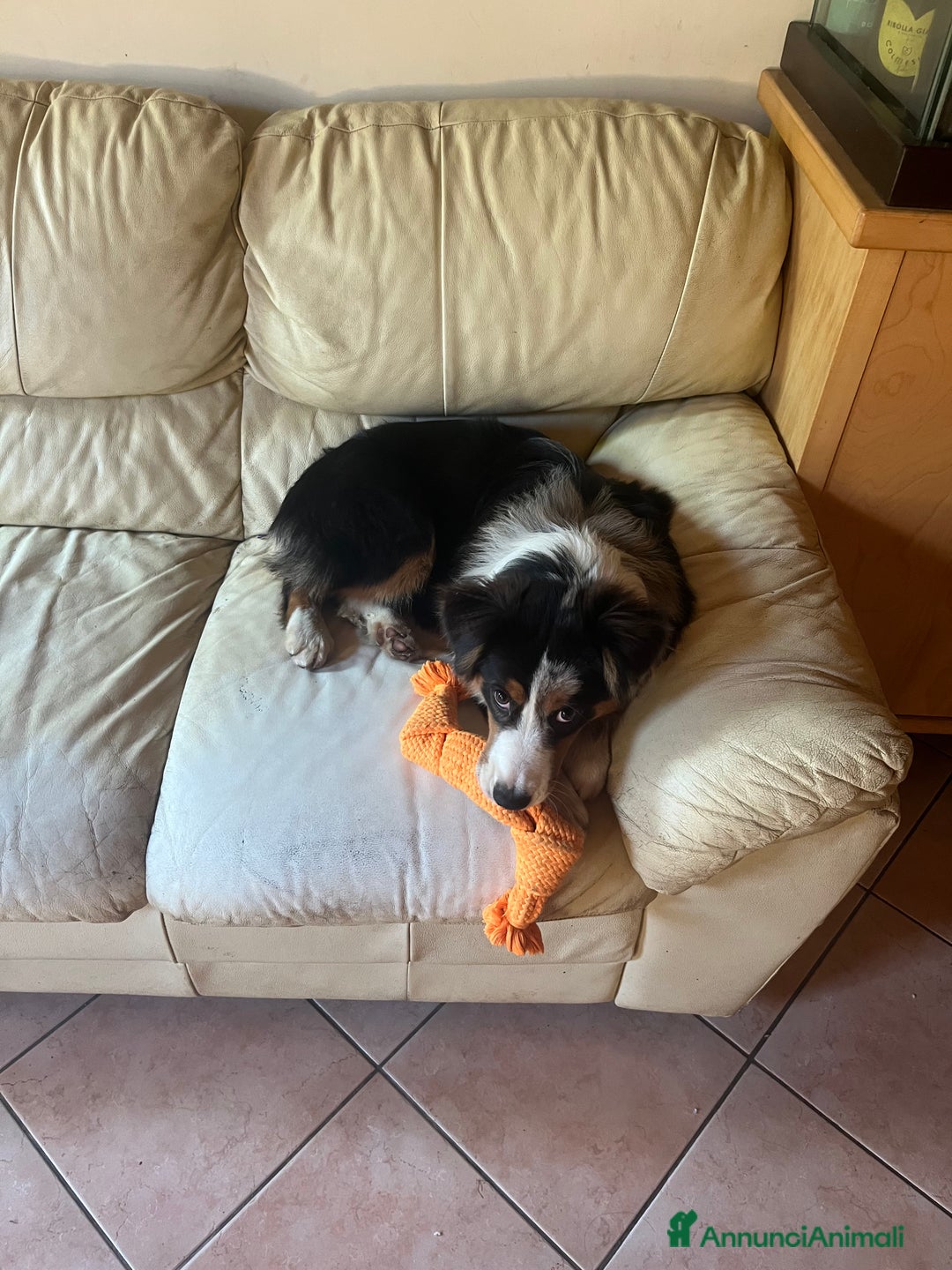 Australian Shepherd cani in vendita: Vendita pastore australiano  - Immagine 2