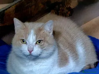 Europeo gatti Meravigliosi, inseparabili...e sfortunati - Annuncio 6