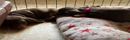 Bassotto cani in vendita: CUCCIOLI DI BASSOTTO NANO  - Annuncio 5