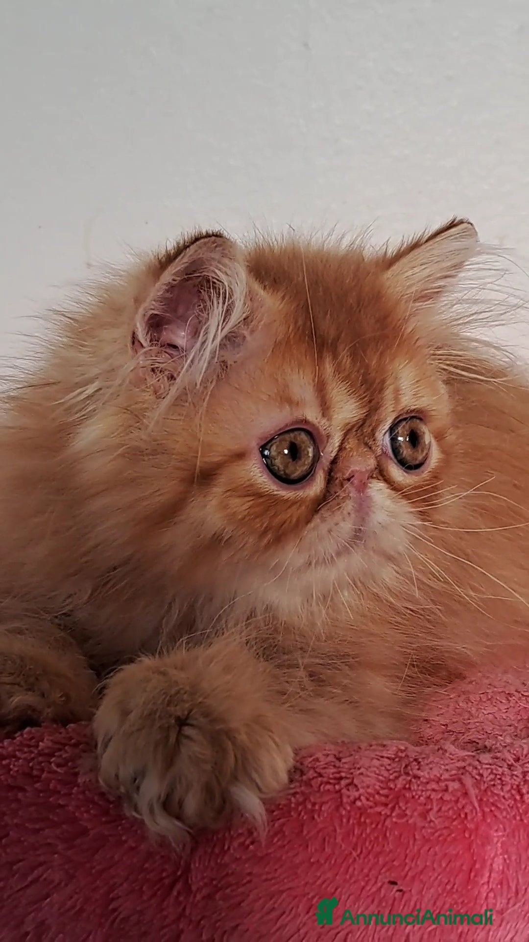 Persiano gatti in vendita: Bellissimo cucciolo persiano a Città metropolitana di Milano - Immagine 1