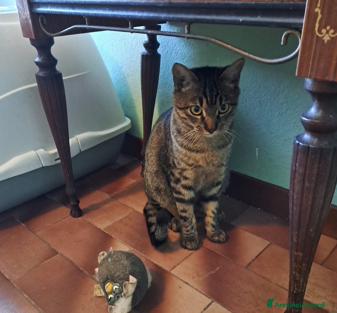 Europeo gatti in regalo: Adorabili gattini da adottare, GRACE e KEVIN! - Annuncio 3