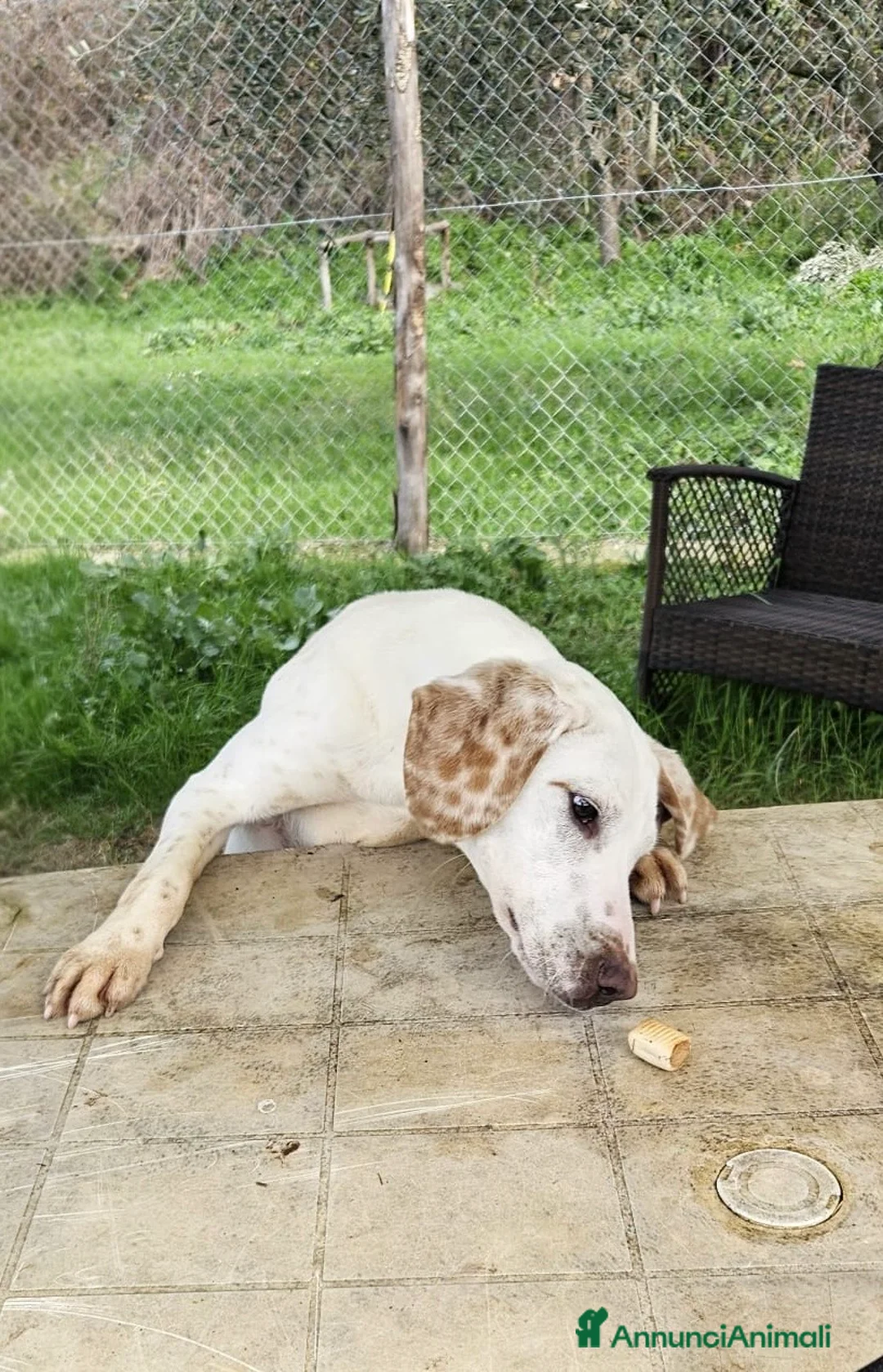 Meticcio cani in regalo: Spotty - Annuncio 4