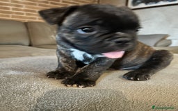 Bulldog Francese cani in vendita: Bulldog francese  a Provincia di Padova - Immagine 7