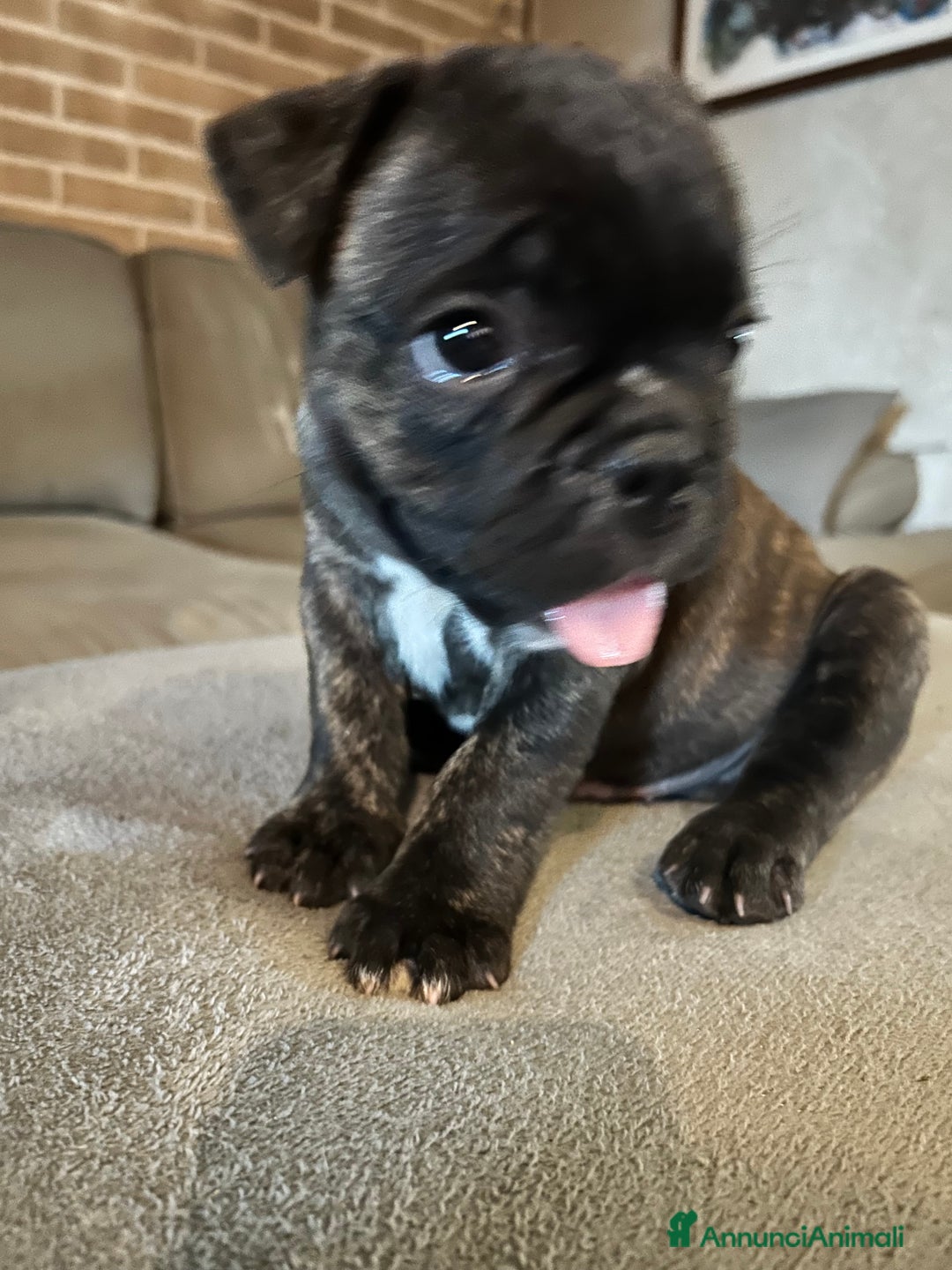 Bulldog Francese cani in vendita: Bulldog francese  a Provincia di Padova - Immagine 7