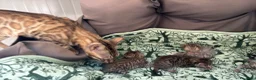 Meticcio gatti in vendita: Gattini Millefiori mix Bengal  - Annuncio 23