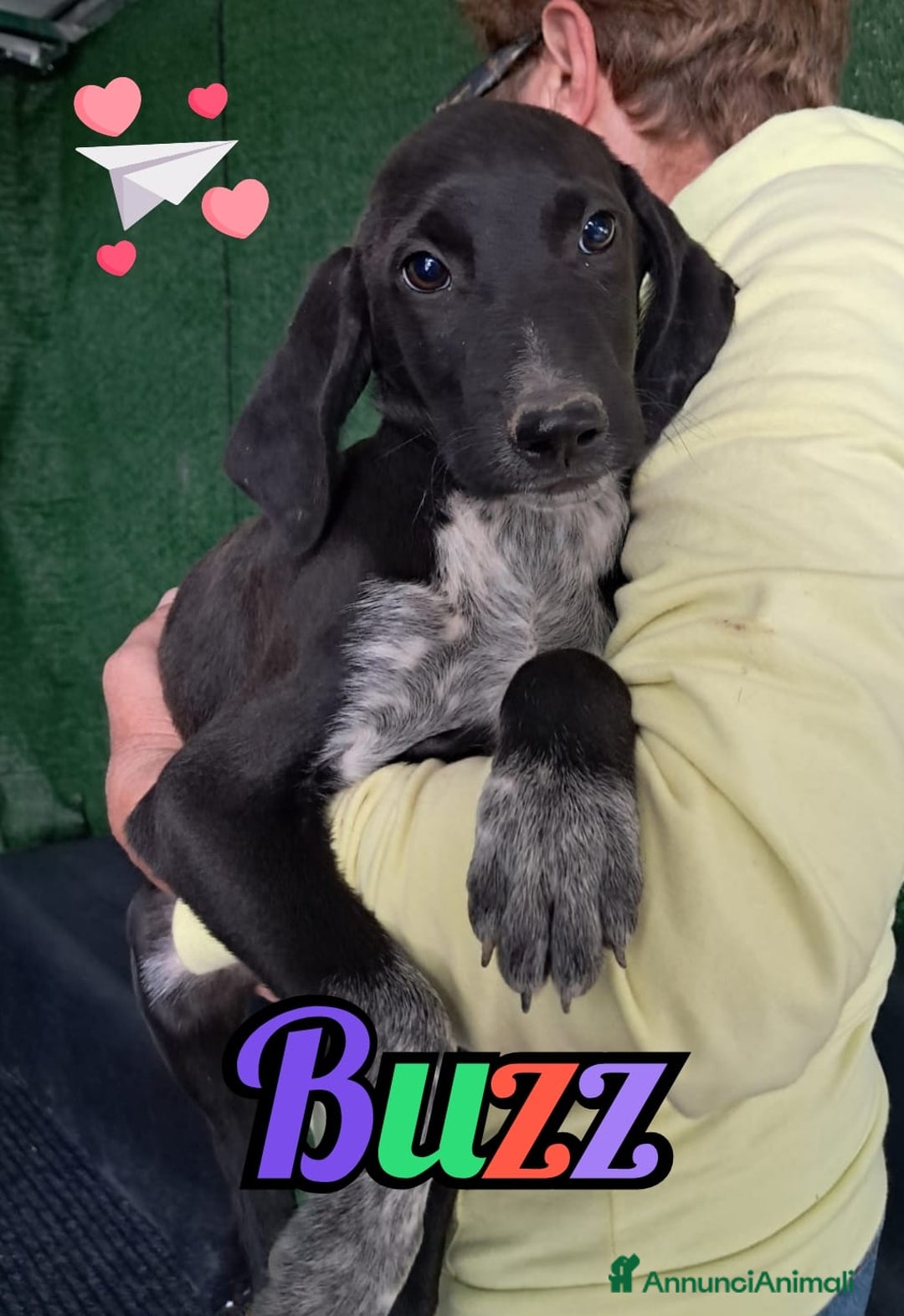 Meticcio cani in regalo:  BUZZ nato ad GIUGNO 2025 - Annuncio 1