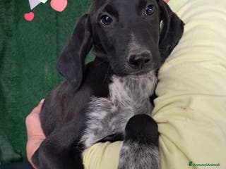 Meticcio cani BUZZ nato ad GIUGNO 2025 - Annuncio 35