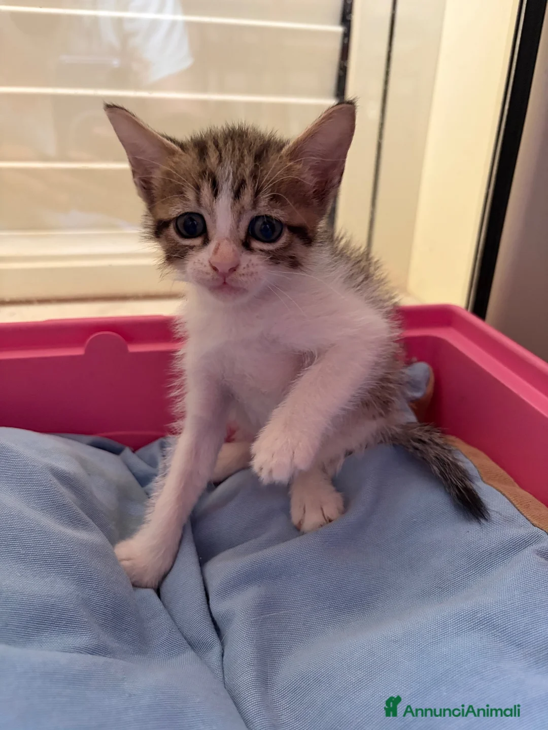 Europeo gatti in regalo: Regalo gattini  - Annuncio 4