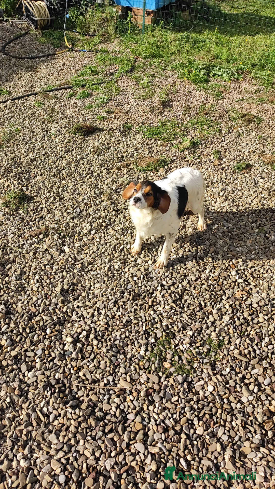 Altre razze cani in regalo: Pronta  - Annuncio 1