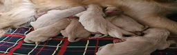 Golden Retriever cani in vendita: CUCCIOLI GOLDEN RETRIEVER - Annuncio 5