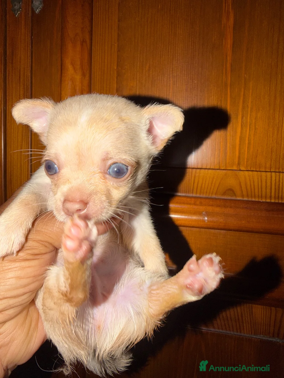 Barboncino Toy cani in vendita: Barboncino toy a Città metropolitana di Catania - Annuncio 2