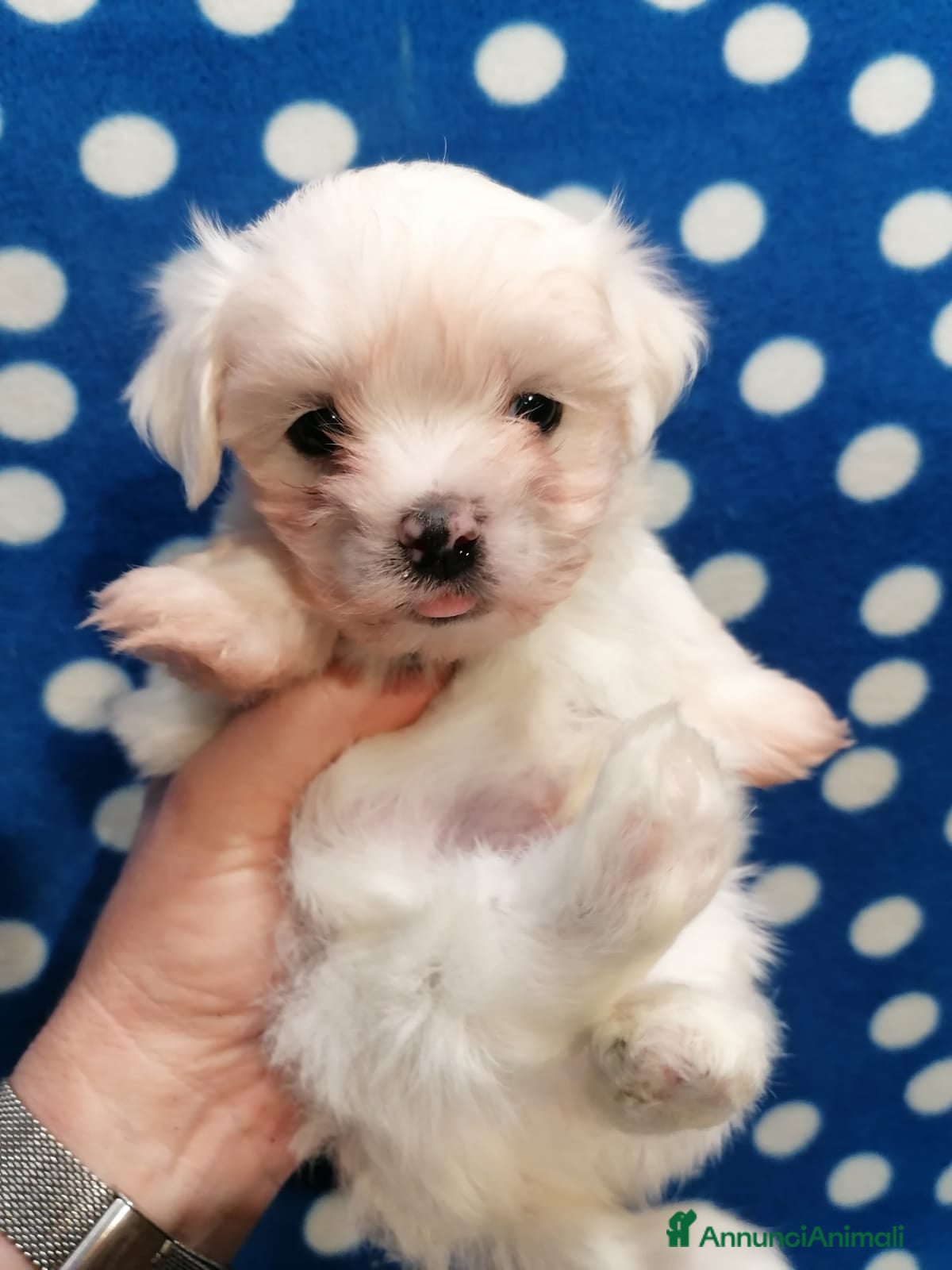 Maltese cani Maltese cuccioli - Annuncio 9