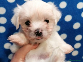 Maltese cani Maltese cuccioli - Annuncio 4