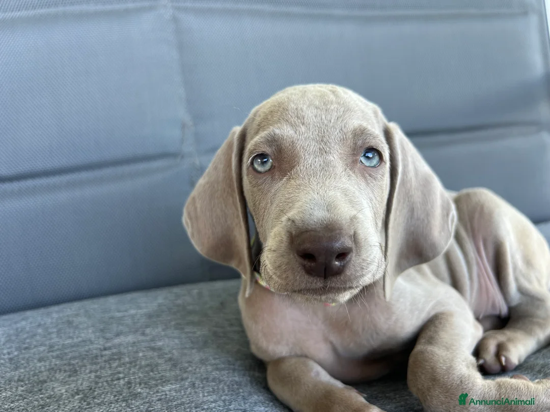 Weimaraner cani in vendita: cuccioli weimaraner grigio argento - Annuncio 3