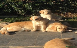 Golden Retriever cani in vendita: Cuccioli di Golden Retriever con pedigree a Provincia di Potenza - Immagine 5
