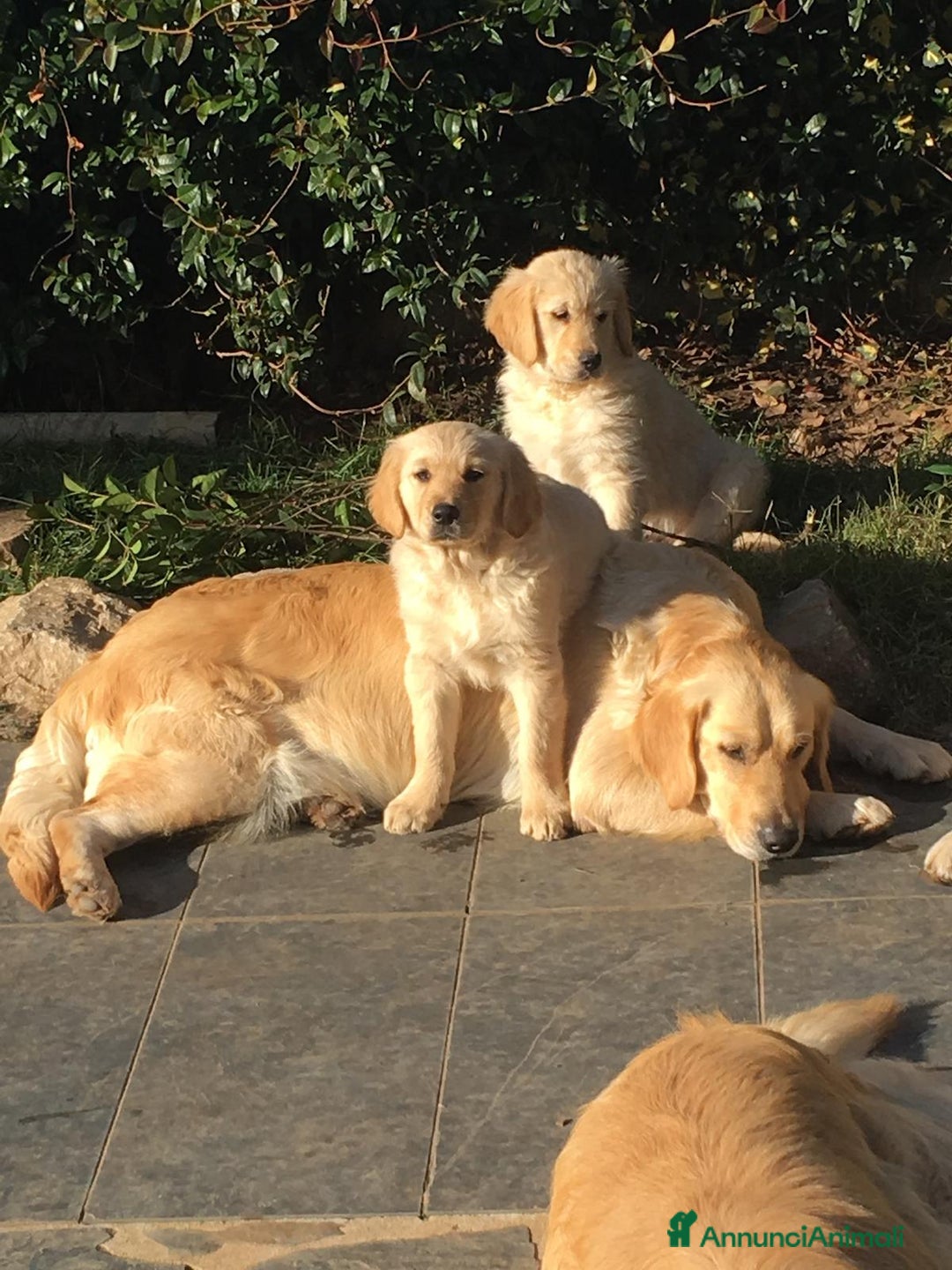 Golden Retriever cani in vendita: Cuccioli di Golden Retriever con pedigree a Provincia di Potenza - Immagine 5