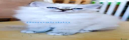 Sacro di Birmania gatti in vendita: Cucciolo Sacro di Birmania  - Annuncio 4