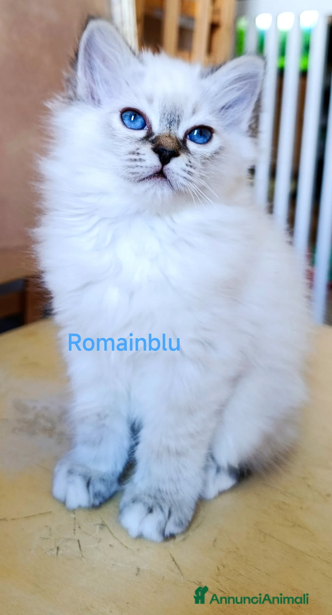 Sacro di Birmania gatti in vendita: Cucciolo Sacro di Birmania  - Annuncio 4